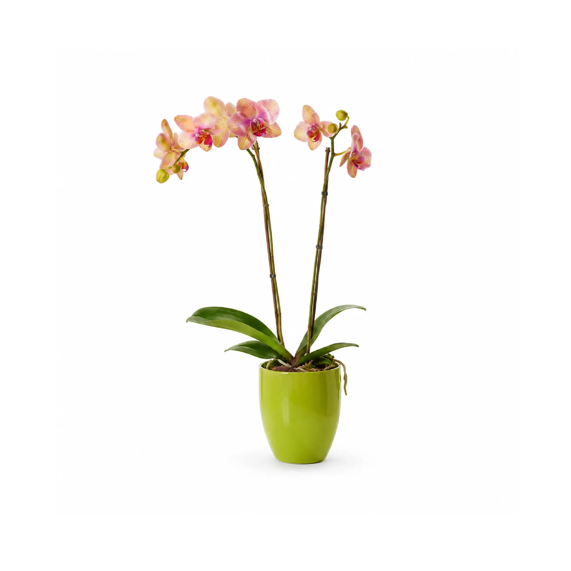 Orquídea individual (20 de Junio, 10:00 am - 12:00 pm)