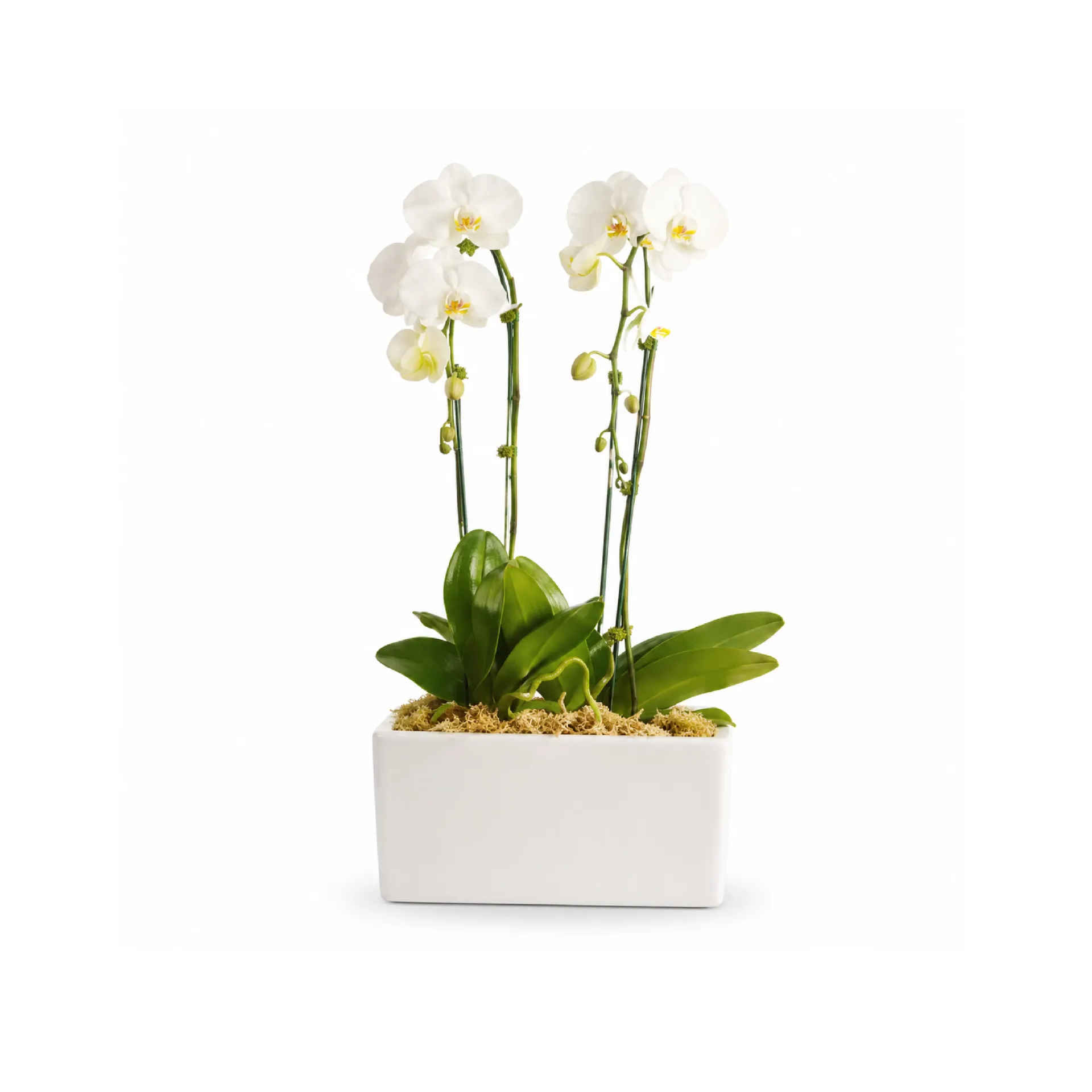 Dos orquídeas (20 de Junio, 10:00 am - 12:00 pm)