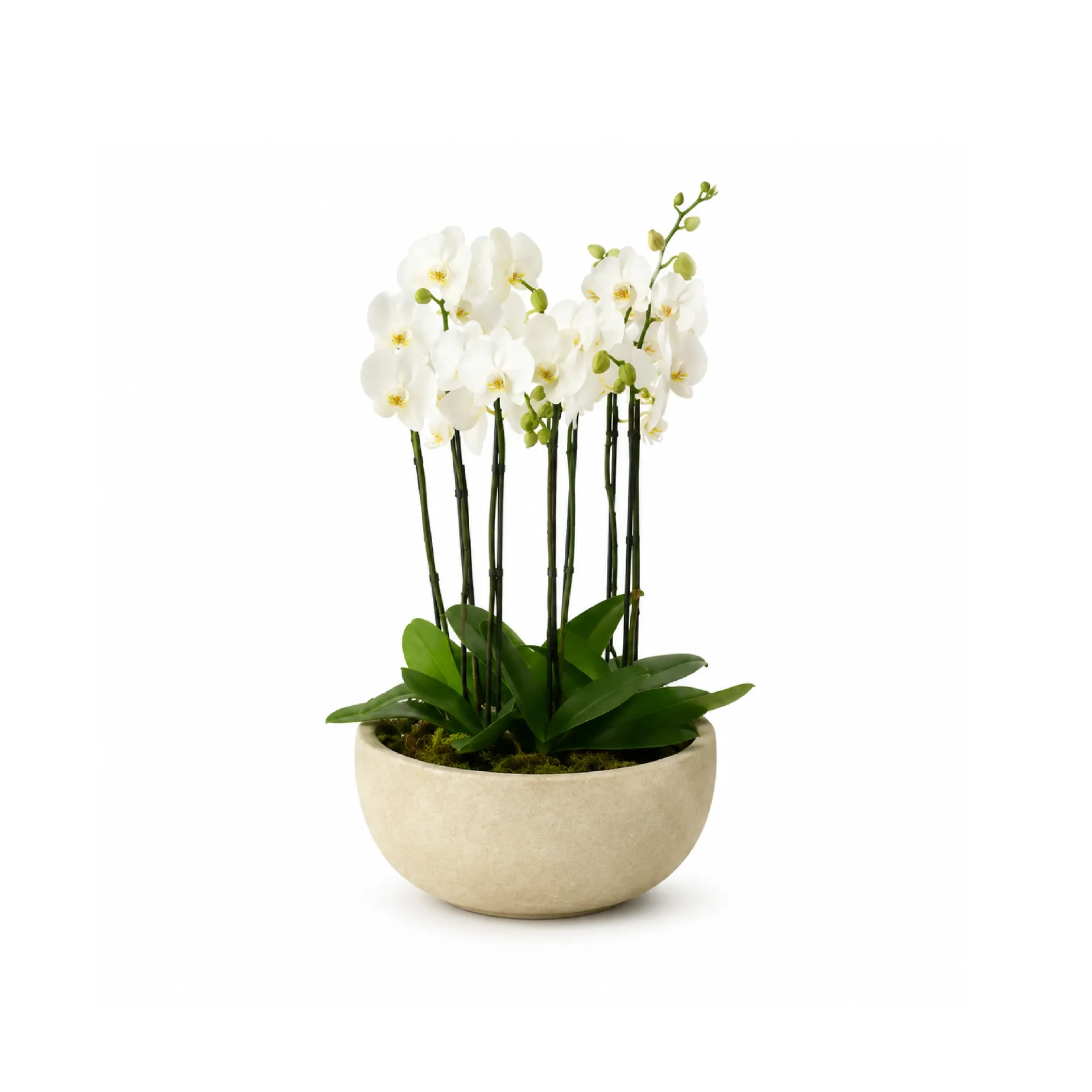 Cuatro orquídeas (20 de Junio, 10:00 am - 12:00 pm)