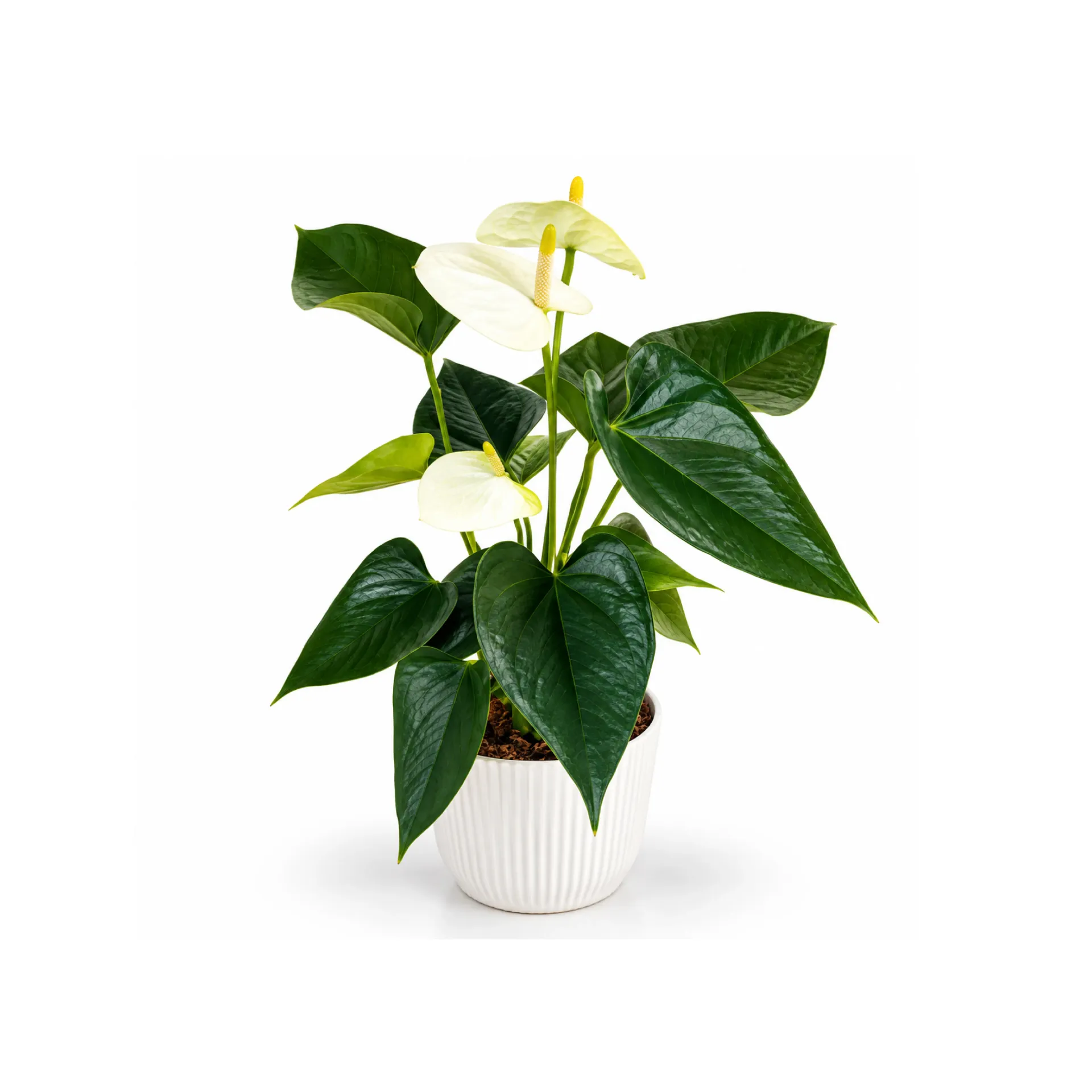 Planta de Anturio