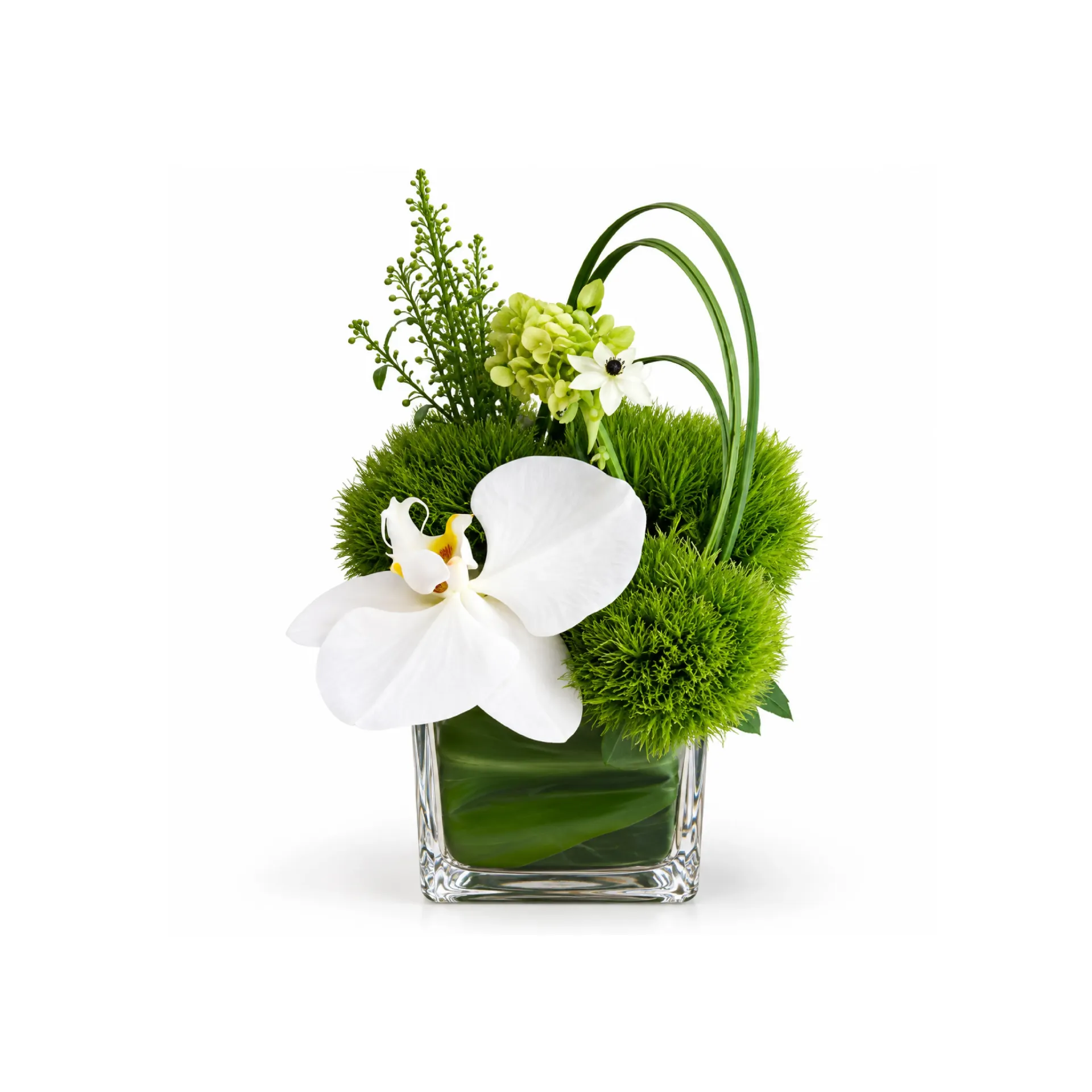 White Orchid Arrangement
